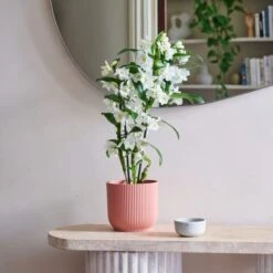Dendrobium Bamboo Orchid House Plant In Vibes Pot 30 Dendrobium Bamboo Orchid House Plant In Vibes Pot -Home Luxe Studio 30920699