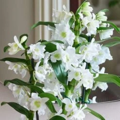 Dendrobium Bamboo Orchid House Plant In Vibes Pot 31 Dendrobium Bamboo Orchid House Plant In Vibes Pot -Home Luxe Studio 30920699 alt01