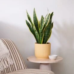 Snake House Plant In Elho Pot 38 Snake House Plant In Elho Pot -Home Luxe Studio 30920754