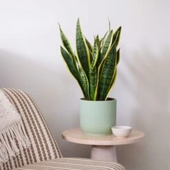 Snake House Plant In Elho Pot 30 Snake House Plant In Elho Pot -Home Luxe Studio 30920756