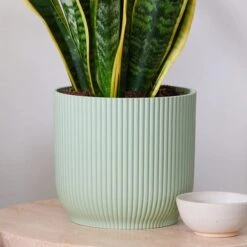 Snake House Plant In Elho Pot 32 Snake House Plant In Elho Pot -Home Luxe Studio 30920756 alt02