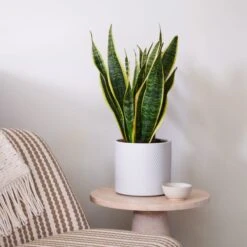 Snake House Plant In Capri Pot -Home Luxe Studio 30920757