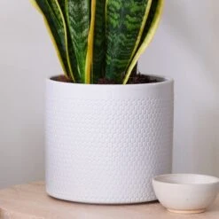 Snake House Plant In Capri Pot -Home Luxe Studio 30920757 alt02