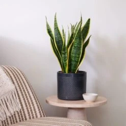 Snake House Plant In Capri Pot -Home Luxe Studio 30920758