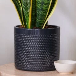 Snake House Plant In Capri Pot -Home Luxe Studio 30920758 alt02