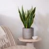 Snake House Plant In Capri Pot 1 Snake House Plant In Capri Pot -Home Luxe Studio 30920759
