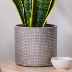 Snake House Plant In Capri Pot -Home Luxe Studio 30920759 alt02