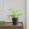 Artificial Spider Plant In Black Plant Pot 1 Artificial Spider Plant In Black Plant Pot -Home Luxe Studio 30923365
