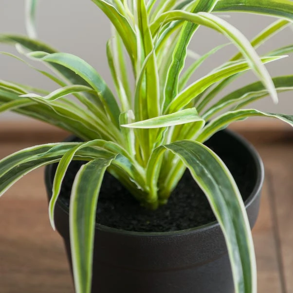 Artificial Spider Plant In Black Plant Pot 4 Artificial Spider Plant In Black Plant Pot - Image 2
