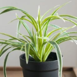 Artificial Spider Plant In Black Plant Pot 8 Artificial Spider Plant In Black Plant Pot -Home Luxe Studio 30923365 alt02