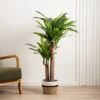 Artificial Triple Stem Yucca Tree In Black Plant Pot 2 Artificial Triple Stem Yucca Tree In Black Plant Pot -Home Luxe Studio 30927770