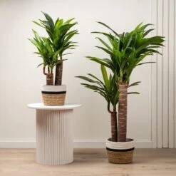 Artificial Triple Stem Yucca Tree In Black Plant Pot 9 Artificial Triple Stem Yucca Tree In Black Plant Pot -Home Luxe Studio 30927770 alt09