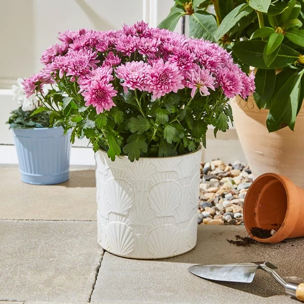 Seashell Textured Ceramic Plant Pot 3 Seashell Textured Ceramic Plant Pot