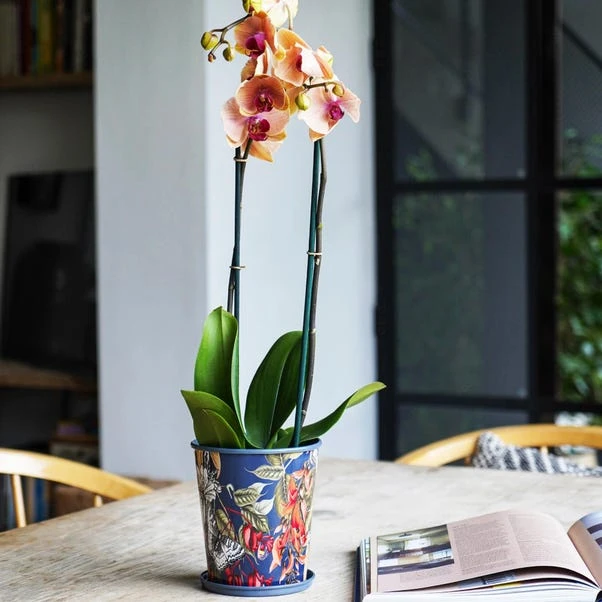 Kew Temperate House Planter With Saucer 8 Kew Temperate House Planter With Saucer - Image 6