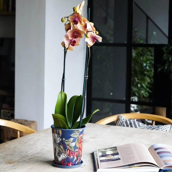 Kew Temperate House Planter With Saucer 4 Kew Temperate House Planter With Saucer - Image 2