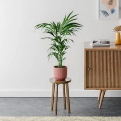 Kentia Palm House Plant In Elho Pot 38 Kentia Palm House Plant In Elho Pot -Home Luxe Studio 30963512