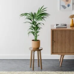 Kentia Palm House Plant In Elho Pot 34 Kentia Palm House Plant In Elho Pot -Home Luxe Studio 30963513