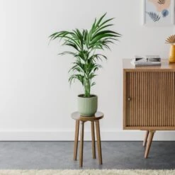 Kentia Palm House Plant In Elho Pot 30 Kentia Palm House Plant In Elho Pot -Home Luxe Studio 30963514