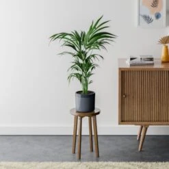Kentia Palm House Plant In Capri Pot -Home Luxe Studio 30963515