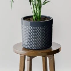 Kentia Palm House Plant In Capri Pot -Home Luxe Studio 30963515 alt02