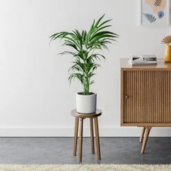 Kentia Palm House Plant In Capri Pot -Home Luxe Studio 30963516