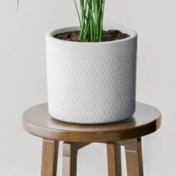 Kentia Palm House Plant In Capri Pot -Home Luxe Studio 30963516 alt02