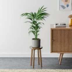 Kentia Palm House Plant In Capri Pot -Home Luxe Studio 30963517