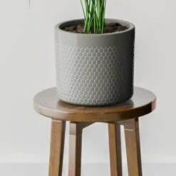 Kentia Palm House Plant In Capri Pot -Home Luxe Studio 30963517 alt02
