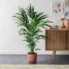 Kentia Palm House Plant In Elho Pot 2 Kentia Palm House Plant In Elho Pot -Home Luxe Studio 30963522