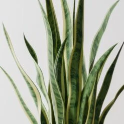 Snake House Plant In Elho Pot 27 Snake House Plant In Elho Pot -Home Luxe Studio 30963561 alt01