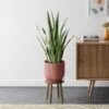Snake House Plant In Elho Pot -Home Luxe Studio 30963562