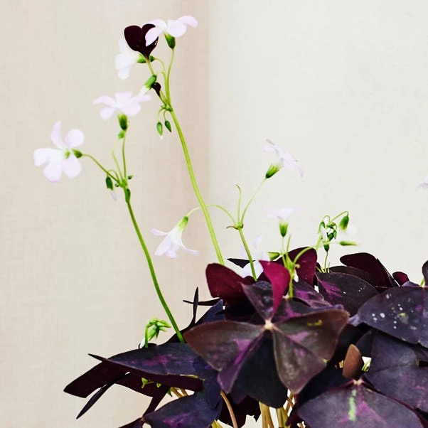 Oxalis House Plant In Ribbed Ceramic Pot 15 Oxalis House Plant In Ribbed Ceramic Pot - Image 13