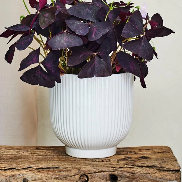 Oxalis House Plant In Ribbed Ceramic Pot 16 Oxalis House Plant In Ribbed Ceramic Pot - Image 14