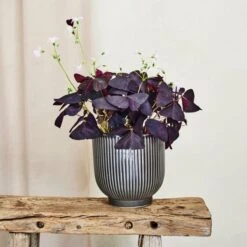 Oxalis House Plant In Ribbed Ceramic Pot 27 Oxalis House Plant In Ribbed Ceramic Pot -Home Luxe Studio 30963587