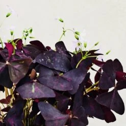 Oxalis House Plant In Ribbed Ceramic Pot 28 Oxalis House Plant In Ribbed Ceramic Pot -Home Luxe Studio 30963587 alt01