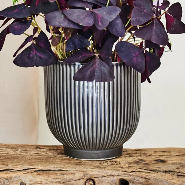 Oxalis House Plant In Ribbed Ceramic Pot 11 Oxalis House Plant In Ribbed Ceramic Pot - Image 9