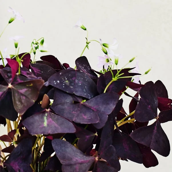 Oxalis House Plant In Ribbed Ceramic Pot 4 Oxalis House Plant In Ribbed Ceramic Pot - Image 2