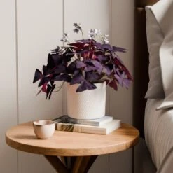 Oxalis House Plant In Capri Pot 22 Oxalis House Plant In Capri Pot -Home Luxe Studio 30963589
