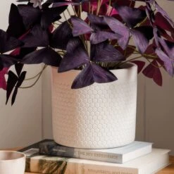Oxalis House Plant In Capri Pot 24 Oxalis House Plant In Capri Pot -Home Luxe Studio 30963589 alt02