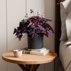 Oxalis House Plant In Capri Pot 18 Oxalis House Plant In Capri Pot -Home Luxe Studio 30963590