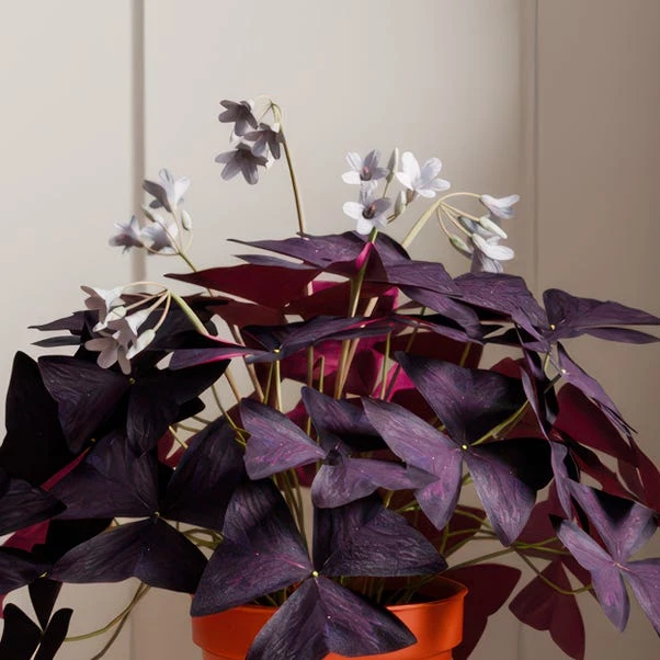 Oxalis House Plant In Capri Pot 8 Oxalis House Plant In Capri Pot - Image 6