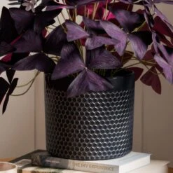 Oxalis House Plant In Capri Pot 20 Oxalis House Plant In Capri Pot -Home Luxe Studio 30963590 alt02
