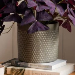 Oxalis House Plant In Capri Pot 16 Oxalis House Plant In Capri Pot -Home Luxe Studio 30963591 alt02