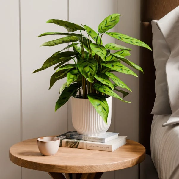 Calathea Leopardina House Plant In Elho Vibes Pot 7 Calathea Leopardina House Plant In Elho Vibes Pot - Image 5