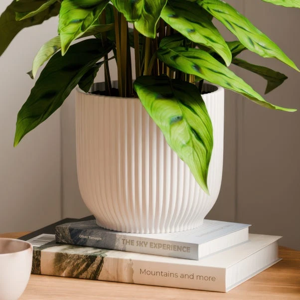 Calathea Leopardina House Plant In Elho Vibes Pot 9 Calathea Leopardina House Plant In Elho Vibes Pot - Image 7