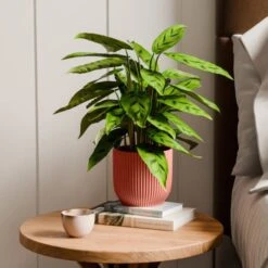 Calathea Leopardina House Plant In Elho Vibes Pot 30 Calathea Leopardina House Plant In Elho Vibes Pot -Home Luxe Studio 30963638