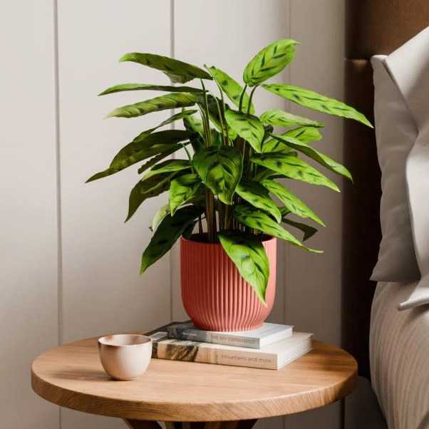 Calathea Leopardina House Plant In Elho Vibes Pot 15 Calathea Leopardina House Plant In Elho Vibes Pot - Image 13