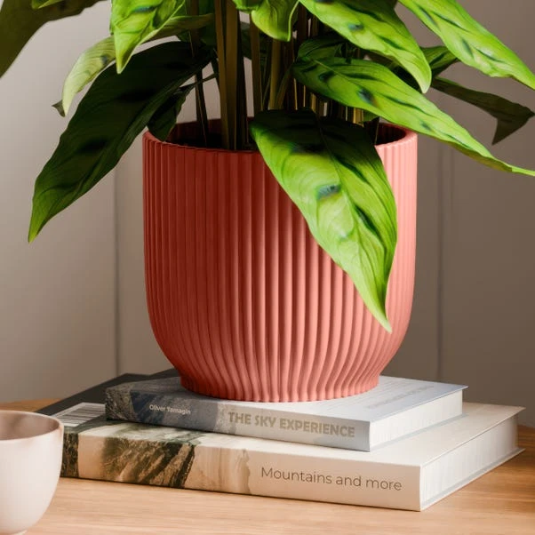 Calathea Leopardina House Plant In Elho Vibes Pot 17 Calathea Leopardina House Plant In Elho Vibes Pot - Image 15