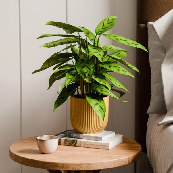 Calathea Leopardina House Plant In Elho Vibes Pot 3 Calathea Leopardina House Plant In Elho Vibes Pot