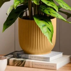 Calathea Leopardina House Plant In Elho Vibes Pot 20 Calathea Leopardina House Plant In Elho Vibes Pot -Home Luxe Studio 30963639 alt02